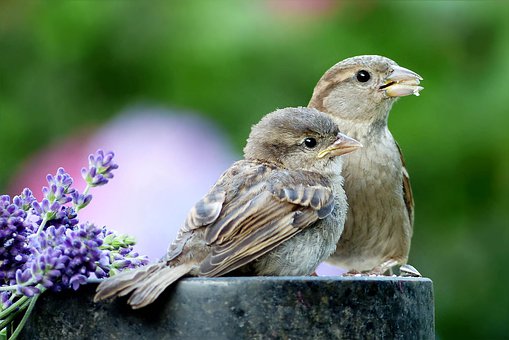 Parenting the chicks in a Cuckoo's nest